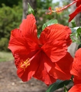 Double Red Tropical Hibiscus, Chinese Hibiscus, China Rose, Hawaiian Hibiscus, Shoe Flower, Shoe Black Plant, Hibiscus rosa-sinensis 'Double Red'